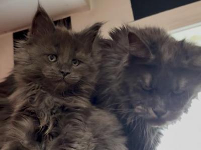 Handsome Giant Blue Smoke Boy - Maine Coon - Gallery Photo #1