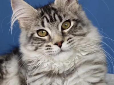 Lioness - Maine Coon - Gallery Photo #1