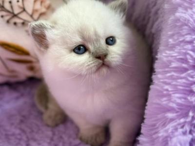 Beauty - British Shorthair - Gallery Photo #1
