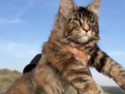 Autum - Maine Coon - Gallery Photo #1