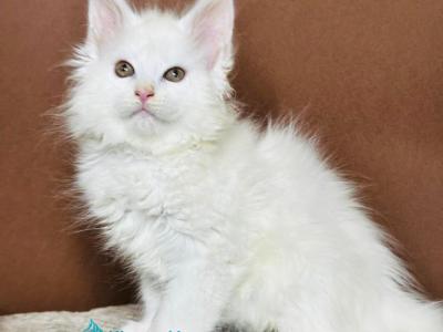 Honey Polydactyl - Maine Coon - Gallery Photo #1