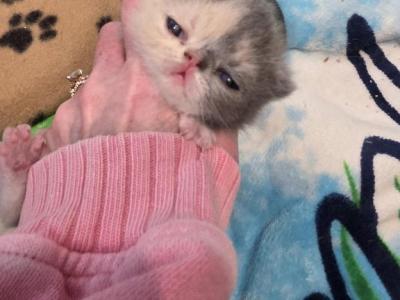 Dolly - Exotic - Gallery Photo #1