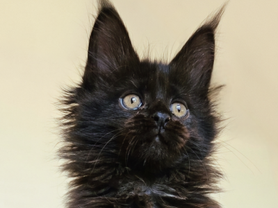 Unisone - Maine Coon - Gallery Photo #1