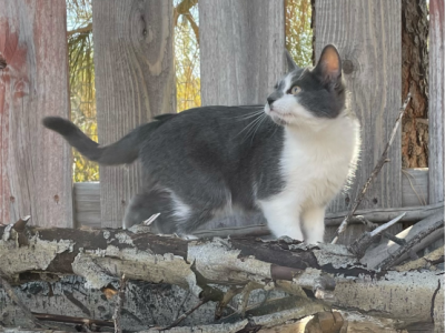 Working Kittens - Domestic - Gallery Photo #1