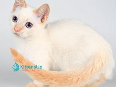 Tristan - Munchkin - Gallery Photo #1