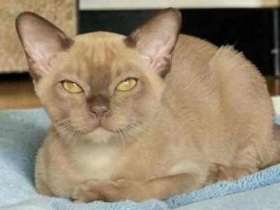 Spartacus - Burmese - Gallery Photo #1