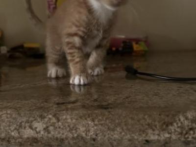 Kittens - American Shorthair - Gallery Photo #1