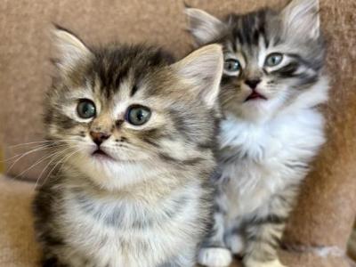 Fluffy Boy - Maine Coon - Gallery Photo #1