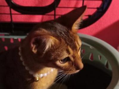 Ruddy Puma - Abyssinian - Gallery Photo #1