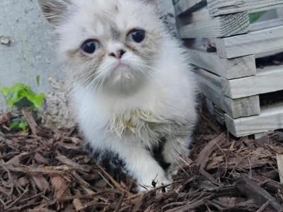 Aristocats - Himalayan - Gallery Photo #1