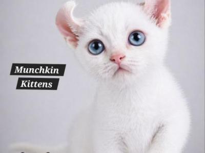 Munchkin Kitten - Munchkin - Gallery Photo #1