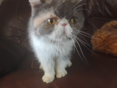 Vivat Nika - Exotic - Gallery Photo #1