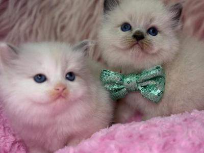 Ragdoll - Ragdoll - Gallery Photo #1