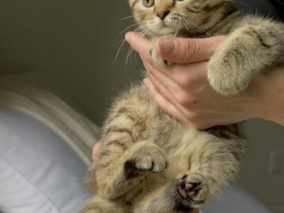 Scottish Kittens - Scottish Straight - Gallery Photo #1