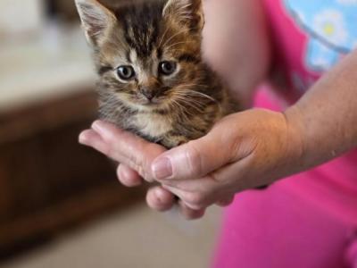 KITTENS - Domestic - Gallery Photo #1