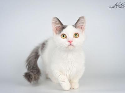 Trofim - Munchkin - Gallery Photo #1