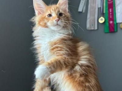 Tomat - Maine Coon - Gallery Photo #1