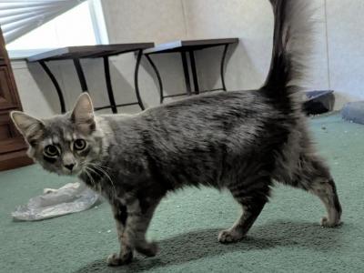 Bleu - Domestic - Gallery Photo #1