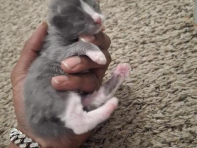 Noodle - Domestic - Gallery Photo #1