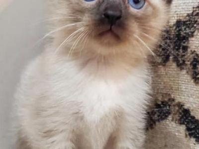 Adorable Siamese Kitty - Siamese - Gallery Photo #1