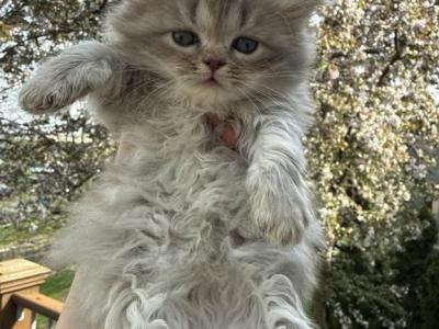 Snowflake - Scottish Straight - Gallery Photo #1