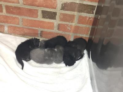 Five Kittens - Domestic - Gallery Photo #1