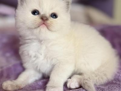 Penelope - Ragdoll - Gallery Photo #1