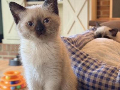 SUNSHINE LITTER - Siamese - Gallery Photo #1