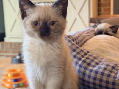 SUNSHINE LITTER - Siamese - Gallery Photo #1