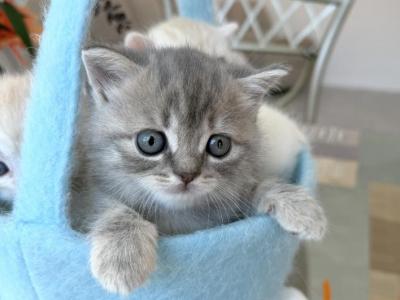 Barbie - Scottish Straight - Gallery Photo #1