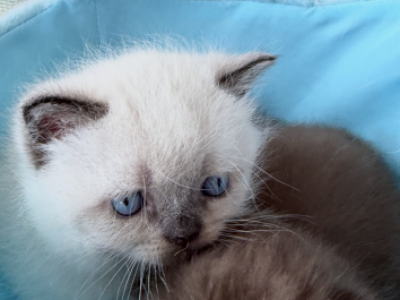 Beautiful Scottish Straight Boy - Scottish Straight - Gallery Photo #1