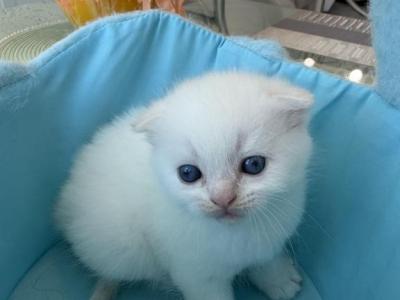 Pretty White Little Baby Girl - Scottish Fold - Gallery Photo #1