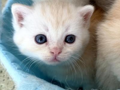 Pretty Little Boy Peach Color - Scottish Straight - Gallery Photo #1