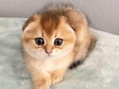 Pretty Golden Little Baby Girl - Scottish Fold - Gallery Photo #1