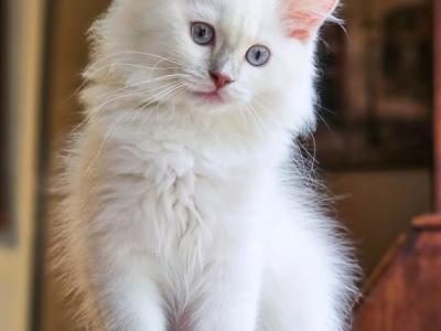 Lilac Mink Mitted - Ragdoll - Gallery Photo #1