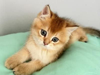 Ginger - Scottish Straight - Gallery Photo #1