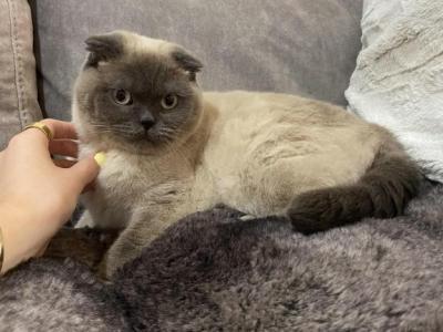 Scottish Fold Cat - Scottish Fold - Gallery Photo #1