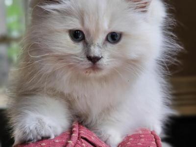 Lilac Mink Tortie - Ragdoll - Gallery Photo #1