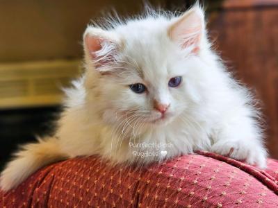 Flame Point - Ragdoll - Gallery Photo #1