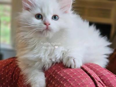 Lilac Mink Bicolor - Ragdoll - Gallery Photo #1