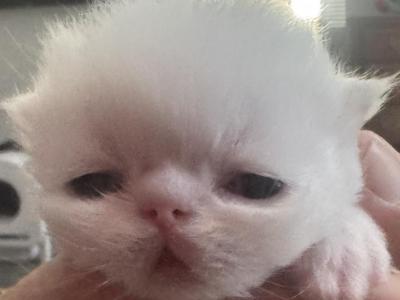 Priscilla And Boo Bear - Persian - Gallery Photo #1