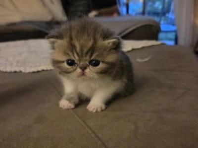 Dumpling Litter - Exotic - Gallery Photo #1