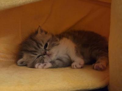 Dumpling Litter - Exotic - Gallery Photo #1