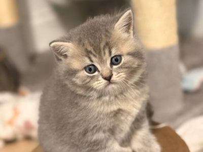 Smokey - Scottish Straight - Gallery Photo #1