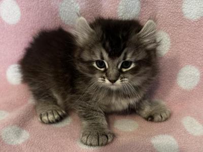 Highlander Kity 3f - Highlander - Gallery Photo #1