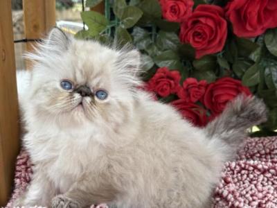 Juniper - Himalayan - Gallery Photo #1