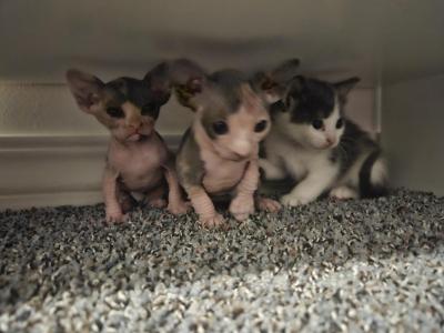 Vegas Texas Brazil Paris London Tokyo Georgia - Maine Coon - Gallery Photo #1