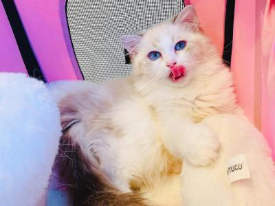 Stella - Ragdoll - Gallery Photo #1
