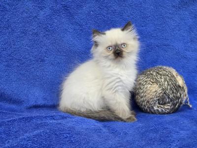 Brown - Himalayan - Gallery Photo #1