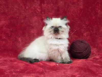 Maroon - Himalayan - Gallery Photo #1